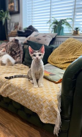Devon Rex Kätzchen von fantastischer Qualität