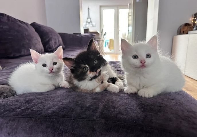 Wunderschöne Türkisch Angora Kätzchen