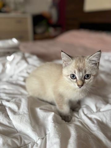 Süße BKH-Mix Kitten abzugeben 🐾