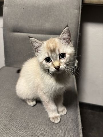 Süße BKH-Mix Kitten abzugeben 🐾