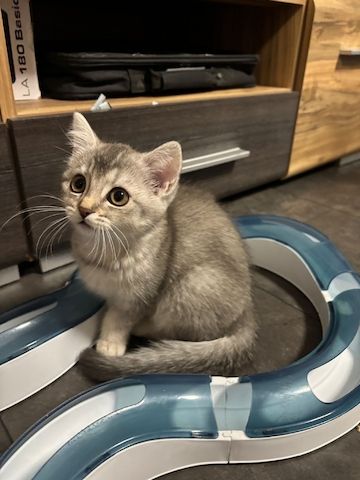 Süße BKH-Mix Kitten abzugeben 🐾
