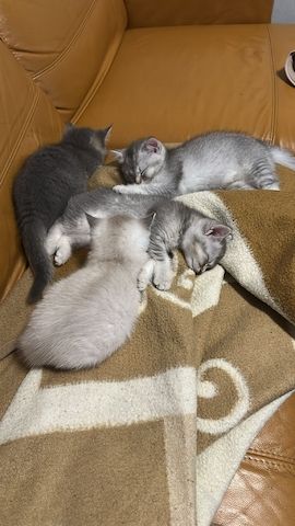 Süße BKH-Mix Kitten abzugeben 🐾