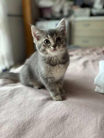 Süße BKH-Mix Kitten abzugeben 🐾