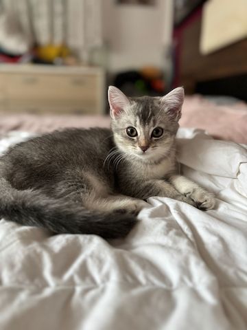 Süße BKH-Mix Kitten abzugeben 🐾