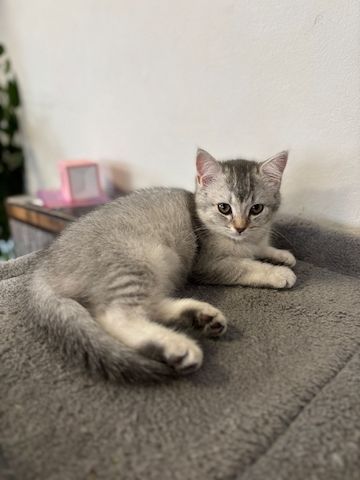 Süße BKH-Mix Kitten abzugeben 🐾