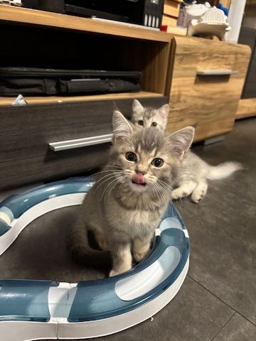 Süße BKH-Mix Kitten abzugeben 🐾