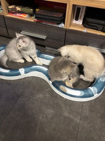Süße BKH-Mix Kitten abzugeben 🐾