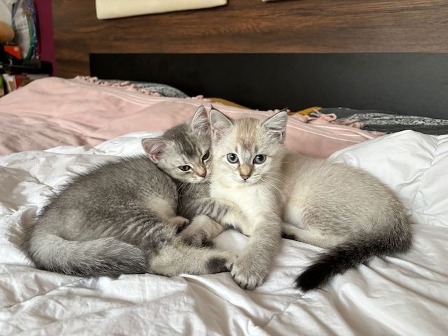 Süße BKH-Mix Kitten abzugeben 🐾