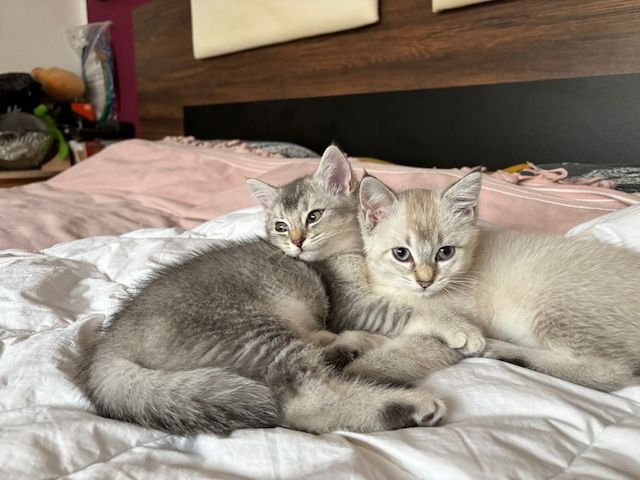 Süße BKH-Mix Kitten abzugeben 🐾