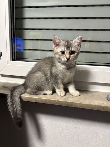 Süße BKH-Mix Kitten abzugeben 🐾