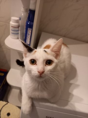 Calico Kätzchen zu verschenken