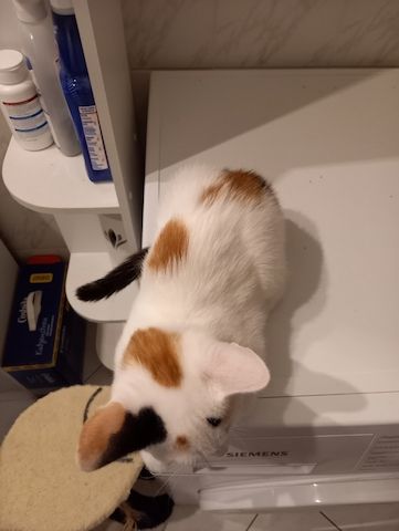 Calico Kätzchen zu verschenken