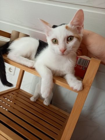 Calico Kätzchen zu verschenken