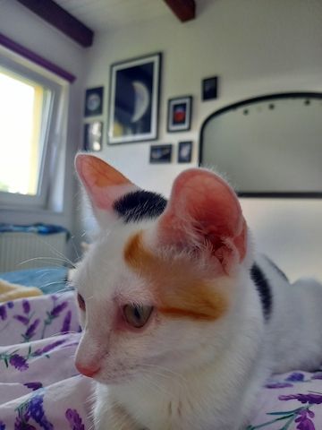 Calico Kätzchen zu verschenken