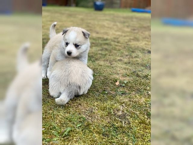 Pomsky Welpen