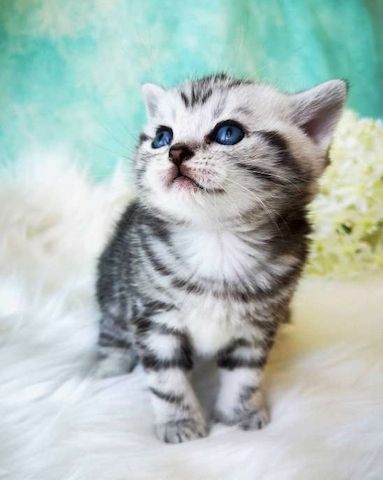 Reinrassige BKH Kitten mit Stammbaum