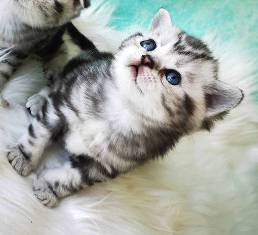 Reinrassige BKH Kitten mit Stammbaum