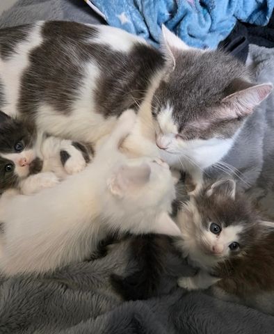 3 Türkisch Angora Kätzchen