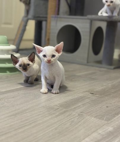 🏡✨ Wunderschöne Devon Rex Kätzchen verfügbar – ✨🏡