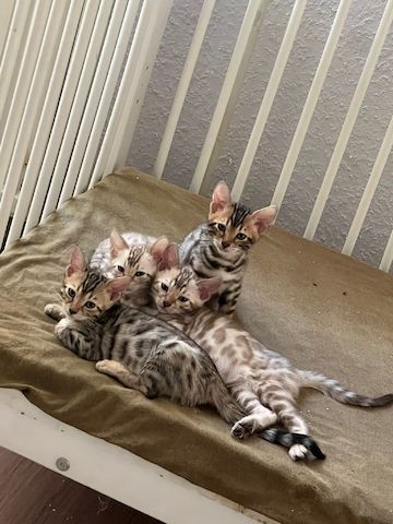 Bengalkitten