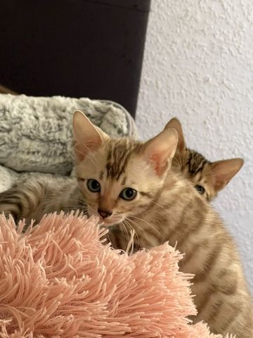 Bengalkitten