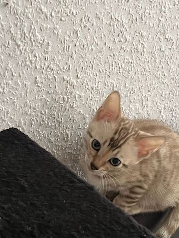 Bengalkitten