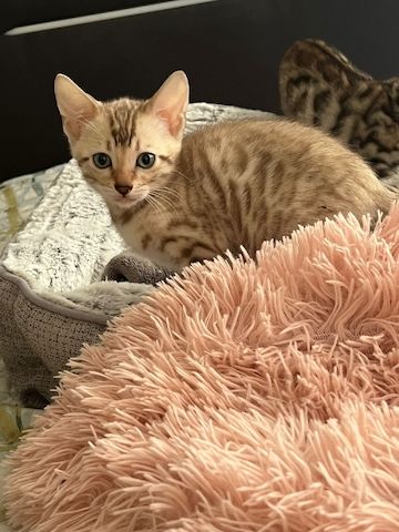 Bengalkitten