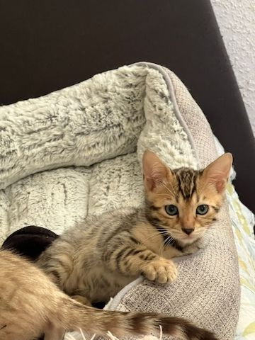 Bengalkitten