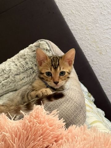 Bengalkitten