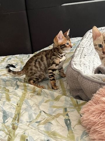 Bengalkitten