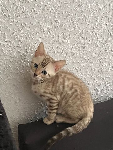 Bengalkitten