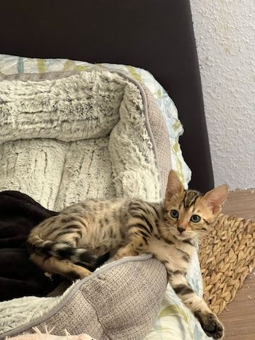 Bengalkitten