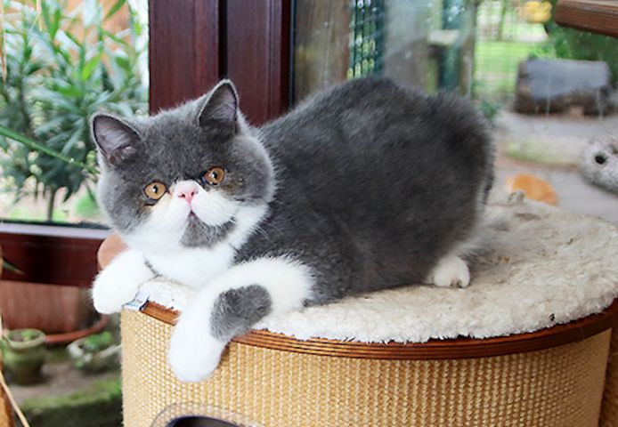 Kurzhaar-Perser-Kitten mit Stammbaum