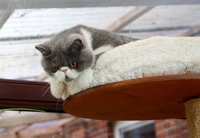 Kurzhaar-Perser-Kitten mit Stammbaum