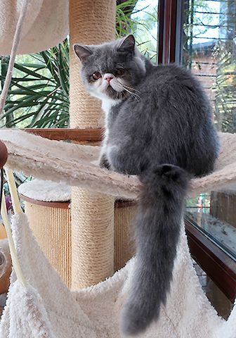 Kurzhaar-Perser-Kitten mit Stammbaum