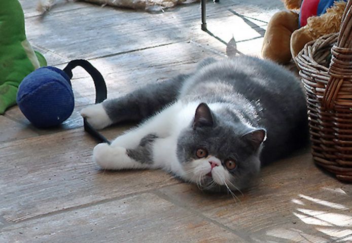 Kurzhaar-Perser-Kitten mit Stammbaum