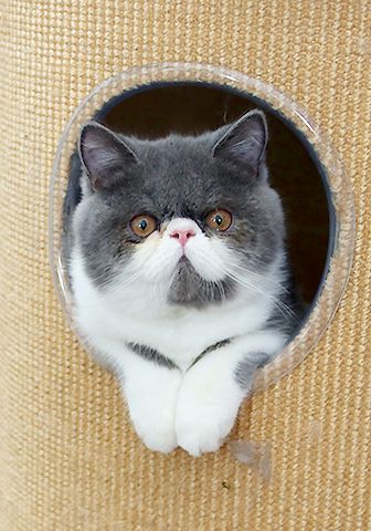 Kurzhaar-Perser-Kitten mit Stammbaum