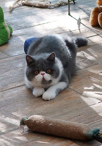 Kurzhaar-Perser-Kitten mit Stammbaum