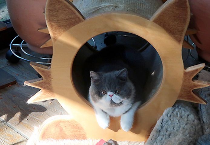 Kurzhaar-Perser-Kitten mit Stammbaum