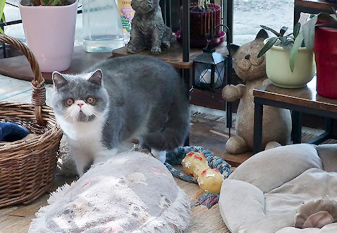 Kurzhaar-Perser-Kitten mit Stammbaum