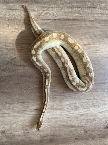Königspython Butter Cinnamon Enchi het Ghost