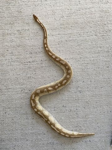 Königspython Butter Cinnamon Enchi het Ghost