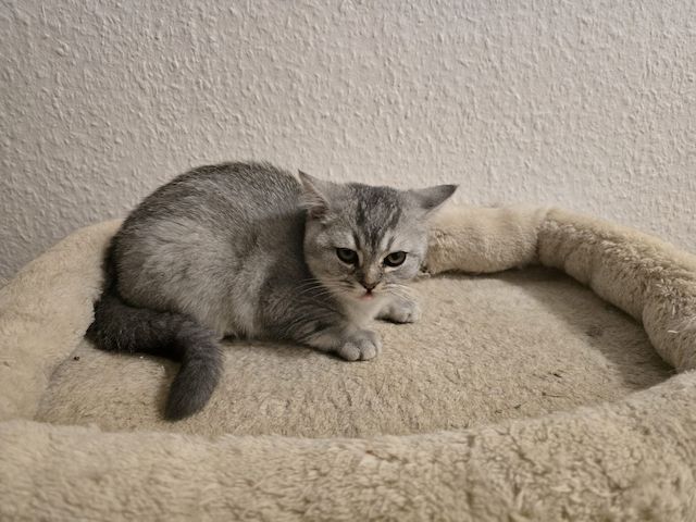 Bkh Babys! 1 davon Weiblich und 4 Männlich, Preisänderung !