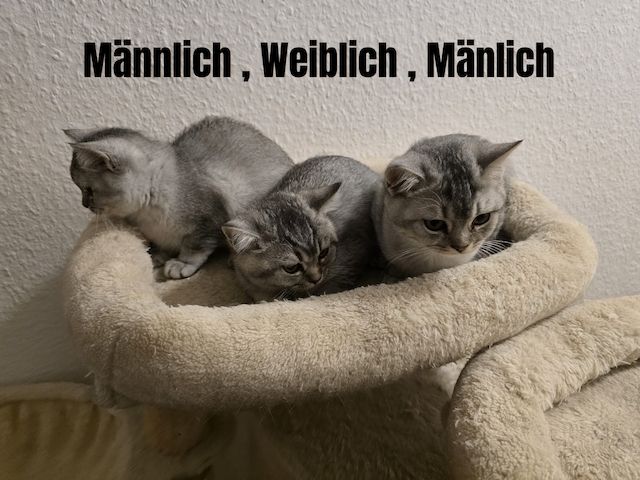 Bkh Babys! 1 davon Weiblich und 4 Männlich, Preisänderung !