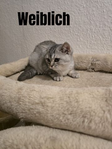 Bkh Babys! 1 davon Weiblich und 4 Männlich, Preisänderung !