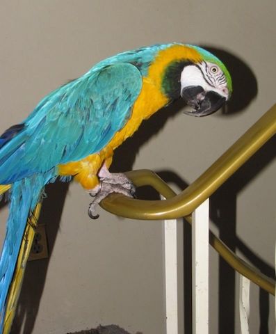Weibliche und männliche Blauaras zu verkaufen