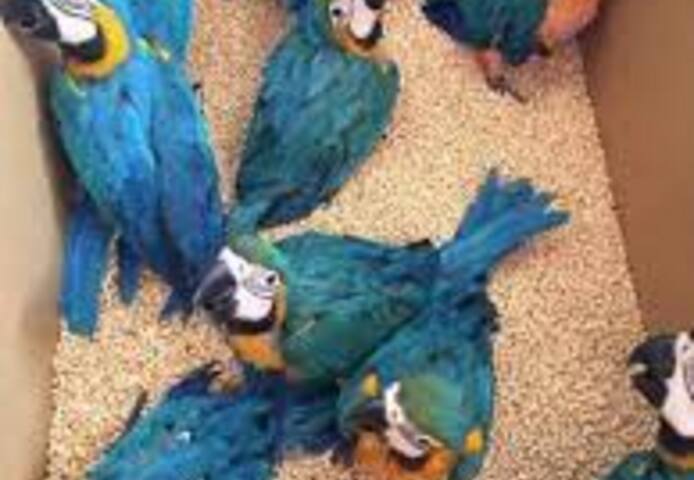 Weibliche und männliche Blauaras zu verkaufen