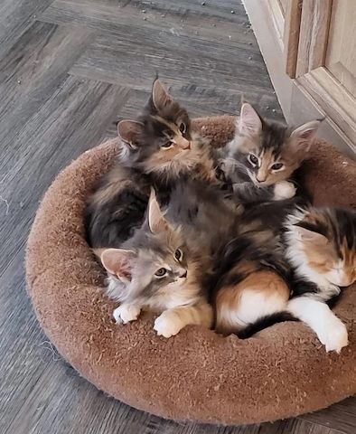 Maine Coon Kittens, ein kleines