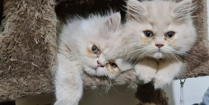 Rasse: Perserkatze