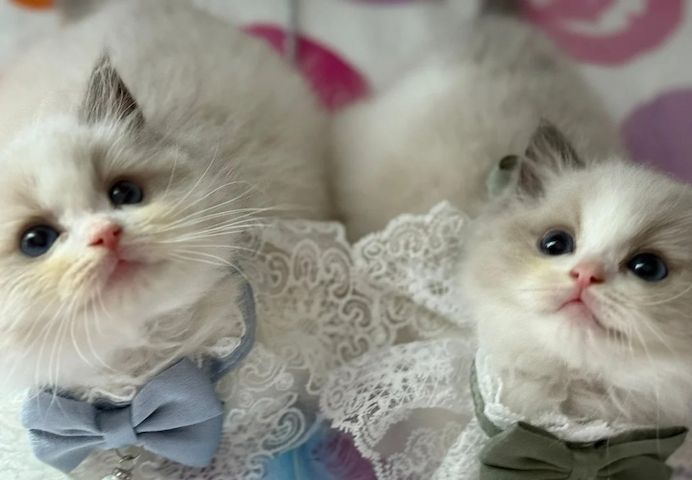 Blaue Augen Blau-Bicolor Ragdoll Kätzchen
